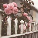 Receta para poner límites y llevar una vida feliz.